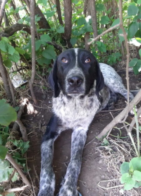 Adopter Philo