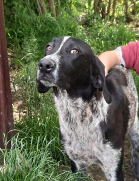 Adopter Philo