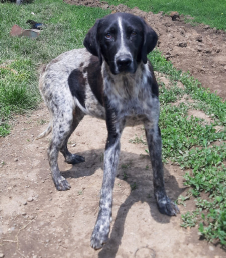 Adopter Philo