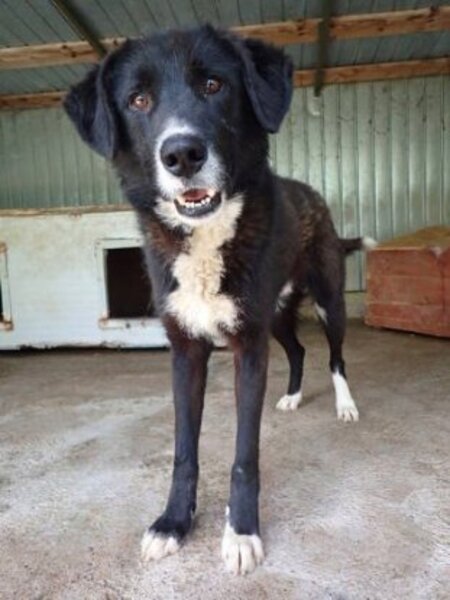 Adopter Philo