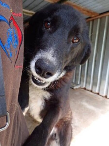 Adopter Philo
