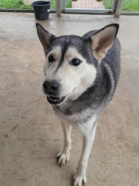 Adopter Phoenix
