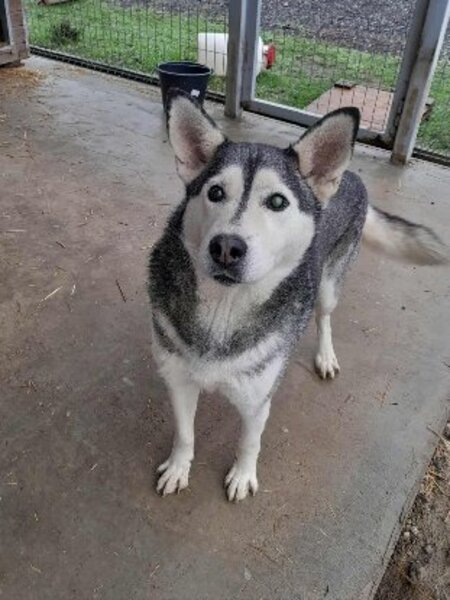 Adopter Phoenix