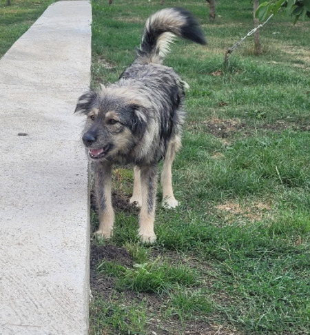Adopter Picassio