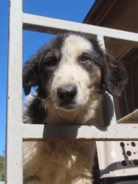 Adopter Pietra