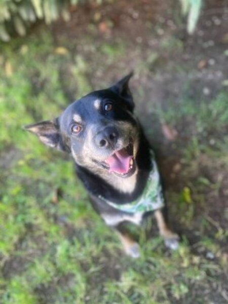 Adopter Piki
