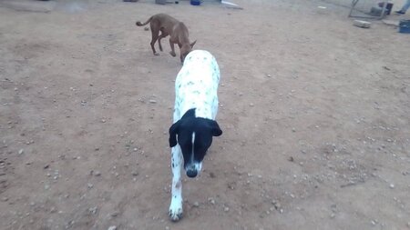 Adopter Pili & mili