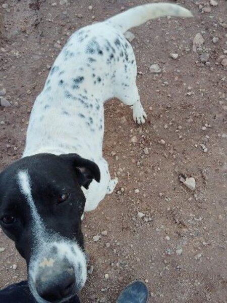 Adopter Pili & mili
