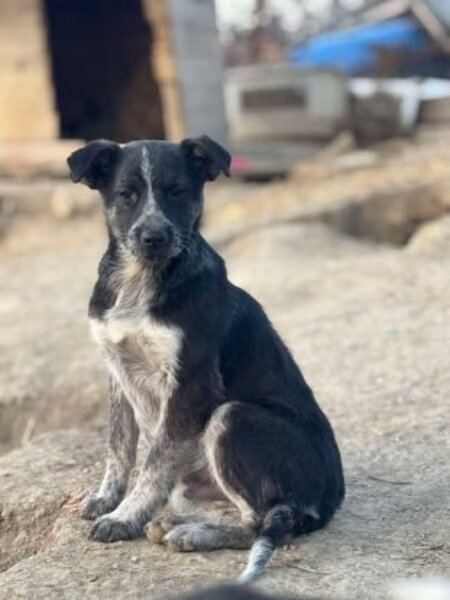 Adopter Pingo