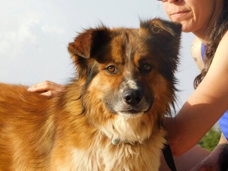 Adopter Pingo