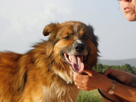 Adopter Pingo