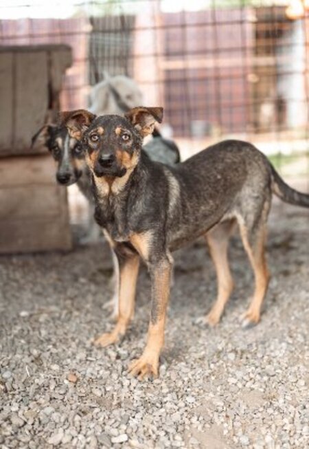 Adopter Piper