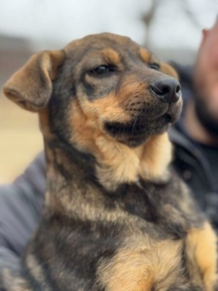 Adopter Piper