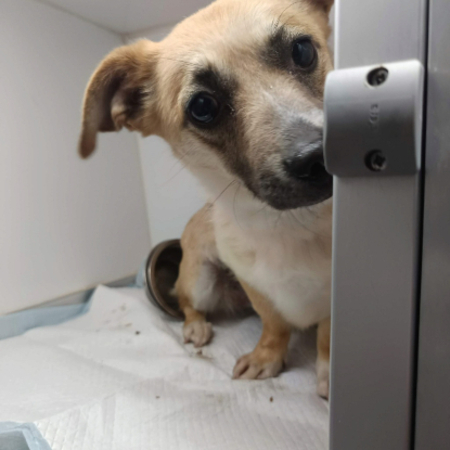 Adopter Piply