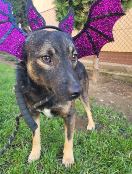 Adopter Pipp