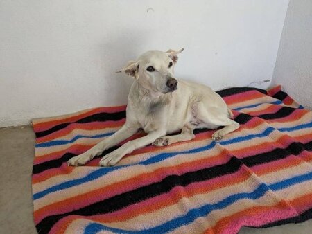 Adopter Pistole
