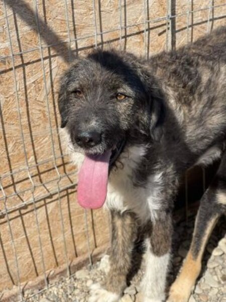 Adopter Pitzo
