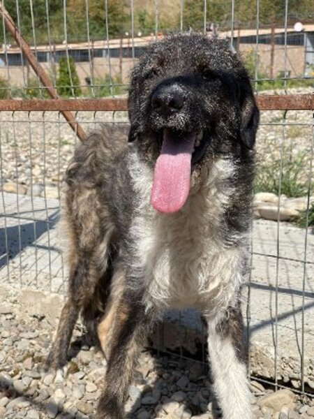 Adopter Pitzo