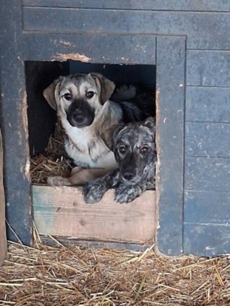 Adopter Playa