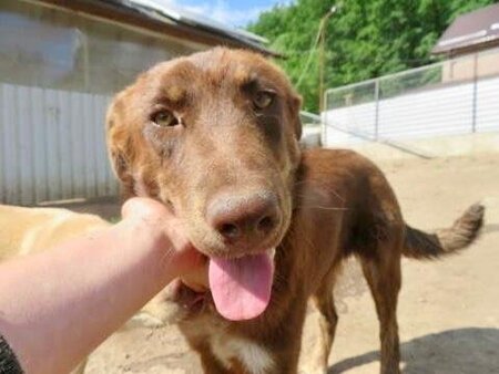 Adopter Plume