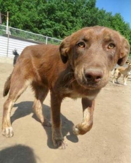 Adopter Plume