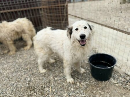 Adopter Plume