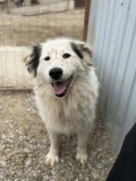 Adopter Plume