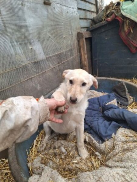 Adopter Pluto
