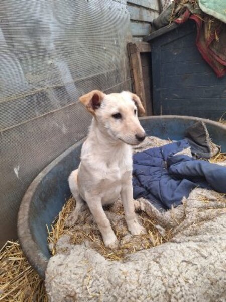 Adopter Pluto
