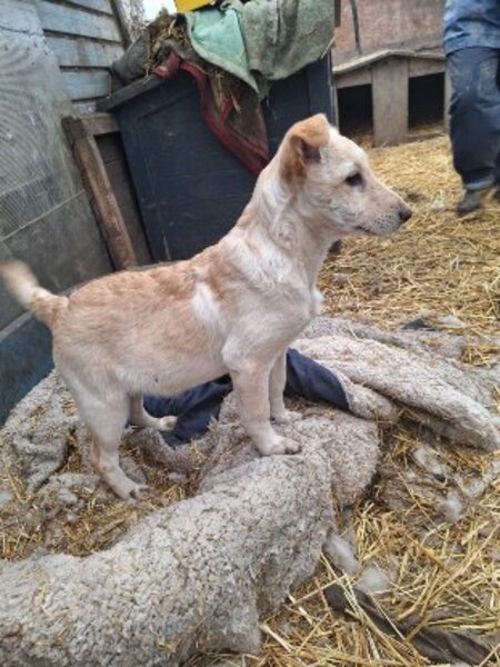 Adopter Pluto
