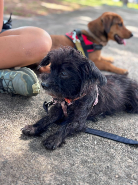 Adopter Plutot