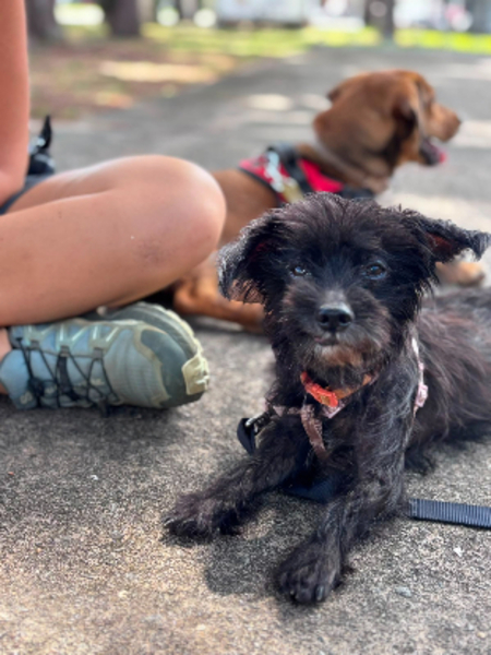 Adopter Plutot