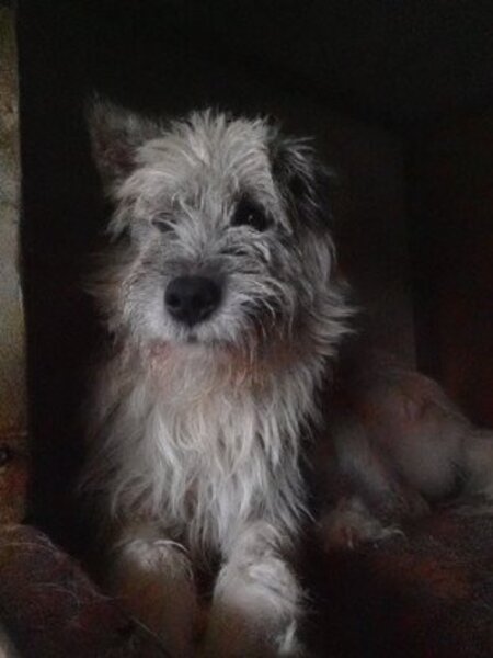 Adopter Pollux