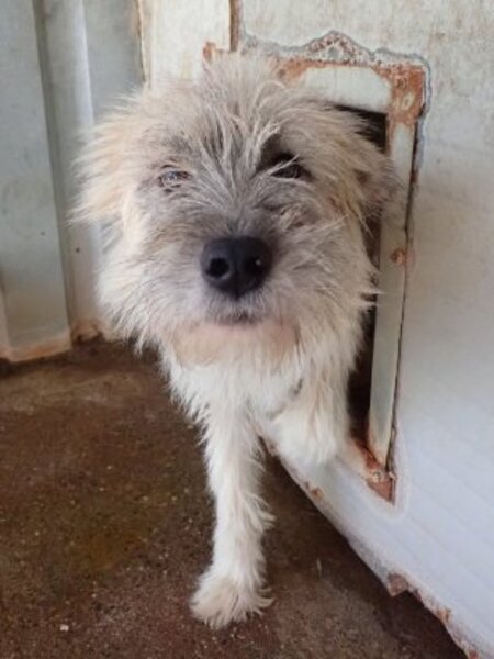 Adopter Pollux