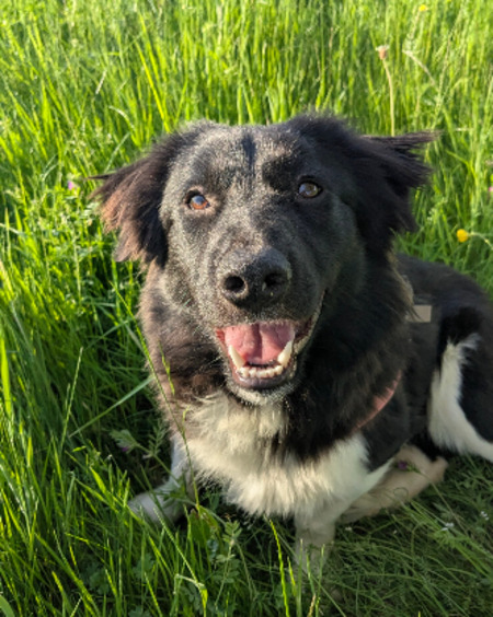 Adopter Pollux