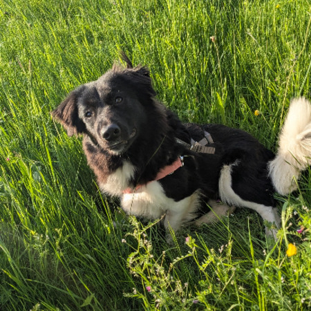 Adopter Pollux