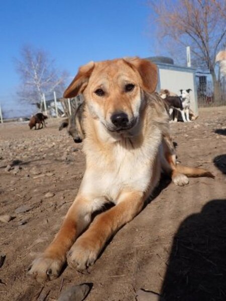 Adopter Pomme
