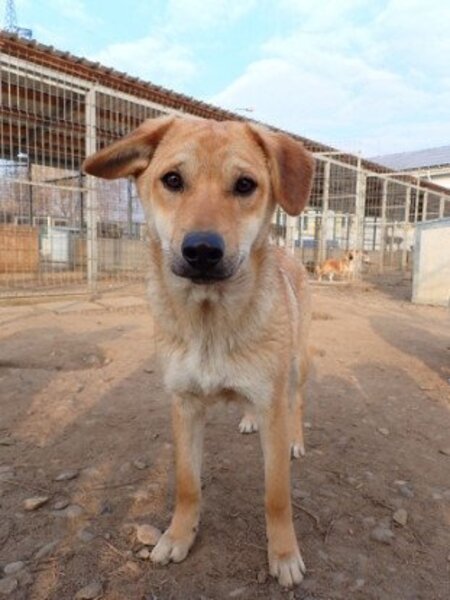 Adopter Pomme