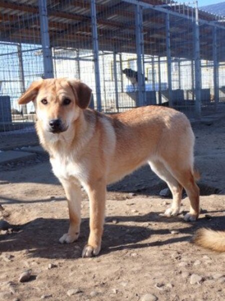 Adopter Pomme