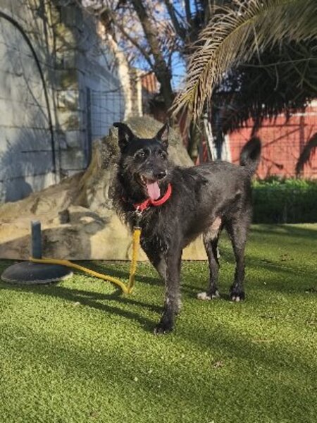 Adopter Poncho