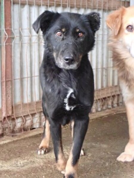 Adopter Popi