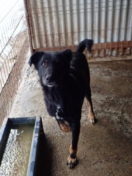 Adopter Popi