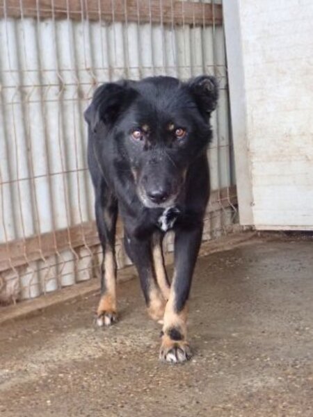 Adopter Popi
