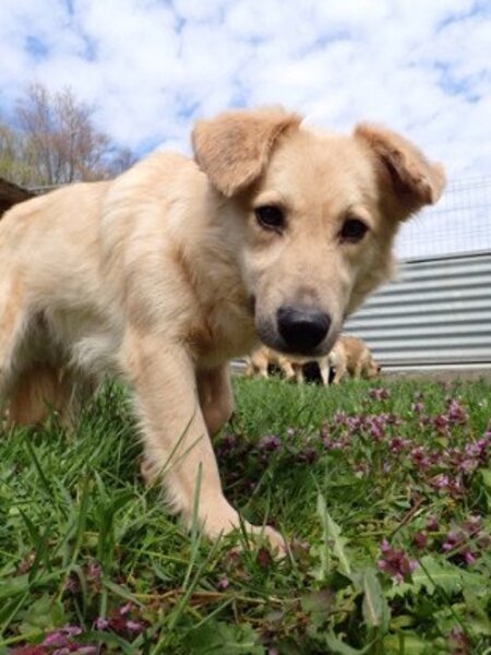 Adopter Popsy