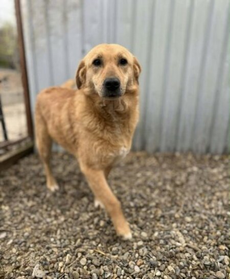 Adopter Praline
