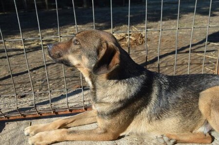 Adopter Preston