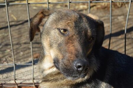 Adopter Preston