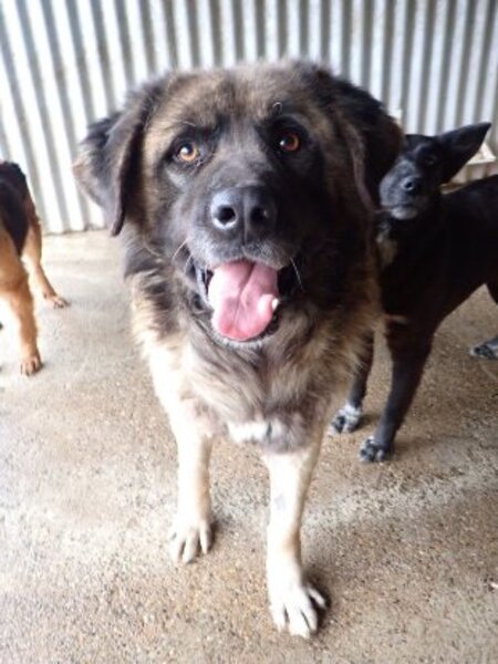 Adopter Preston