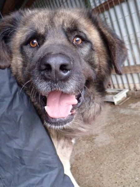 Adopter Preston