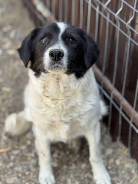 Adopter Prince